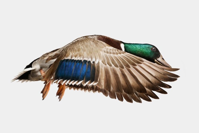 professional photograph of a mallard duck midflight photographed from the right against a white studio background