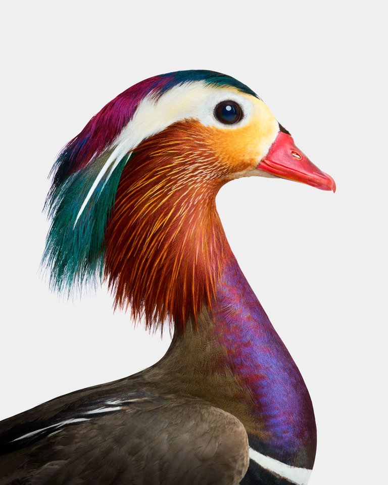 professional photograph of a mandarine duck photographed from the right profile against a white studio background