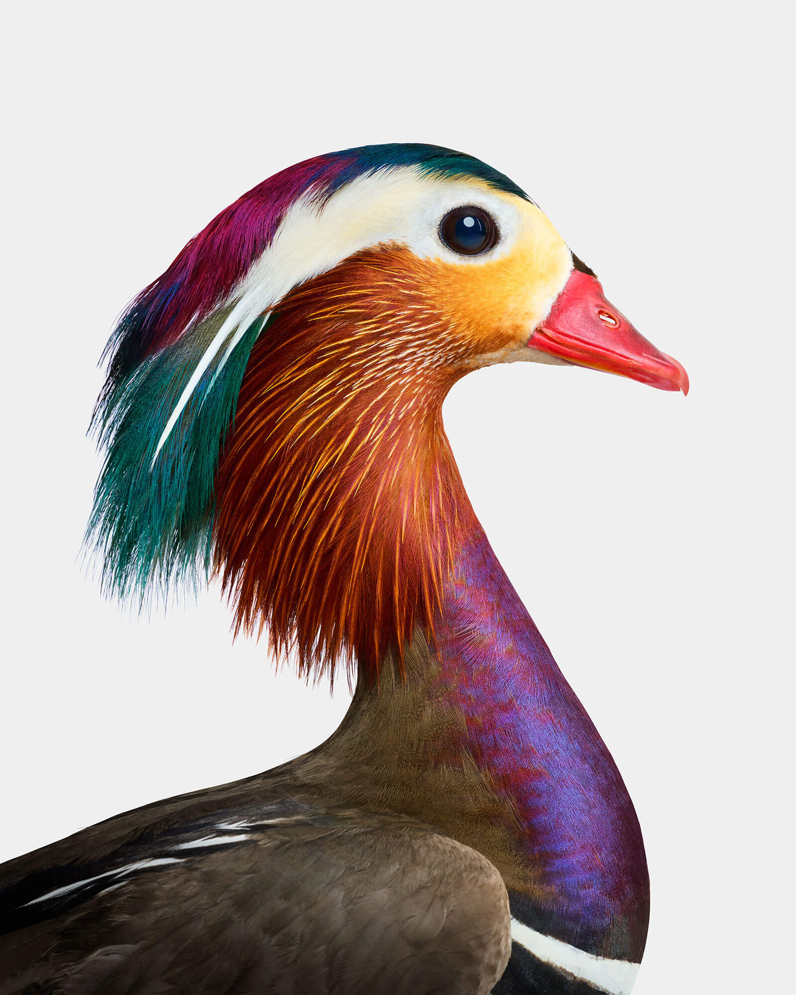 Image of Mandarin Duck