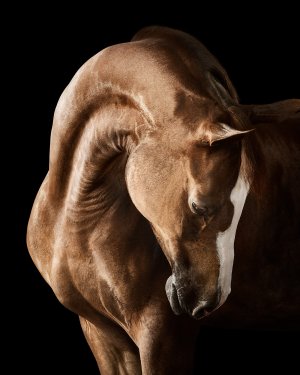 Photo of Saddlebred Arabian Mare No. 1 artwork