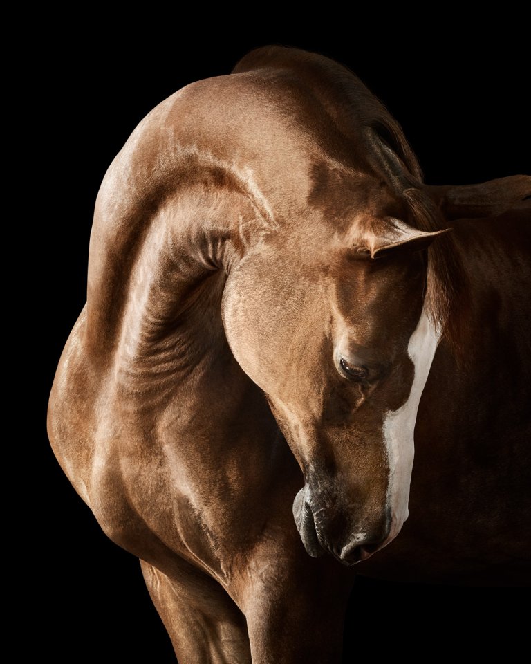 a professional photograph of a brown saddlebred arabian mare at a 3/4 angle. the mare has her head and neck gracefully arched to her left. the background is a black studio background.