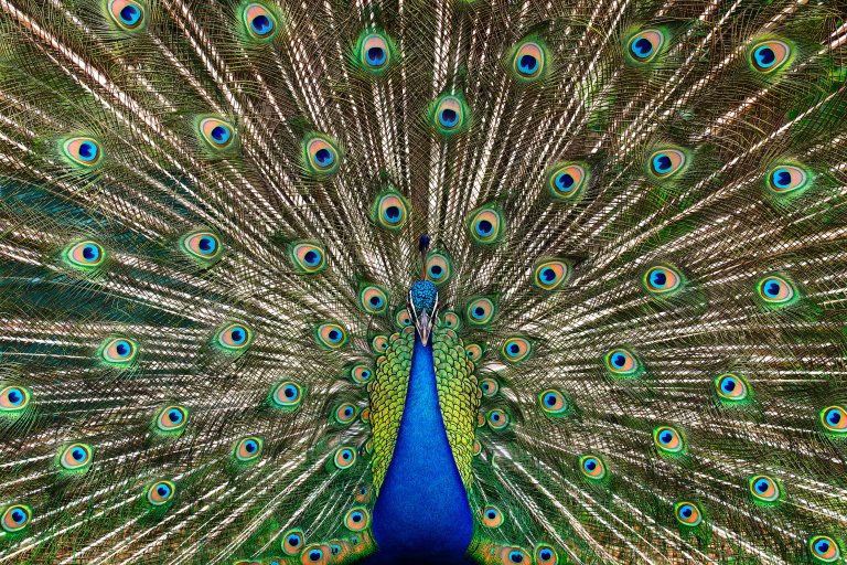 a professional photograph of a peacock with its plumage fanned out to cover the background. he faces the photographer head on