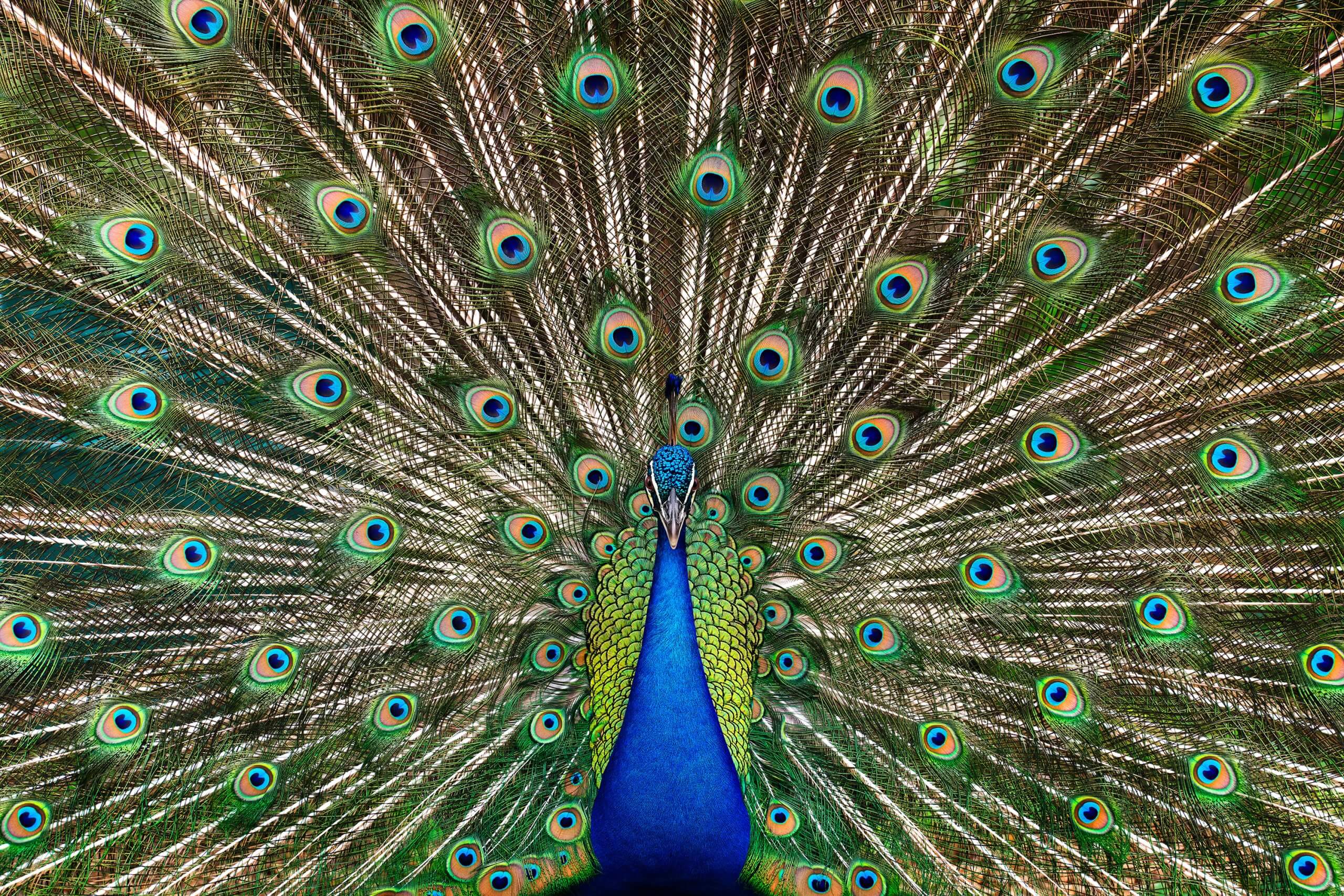 Image of Strutting Peacock
