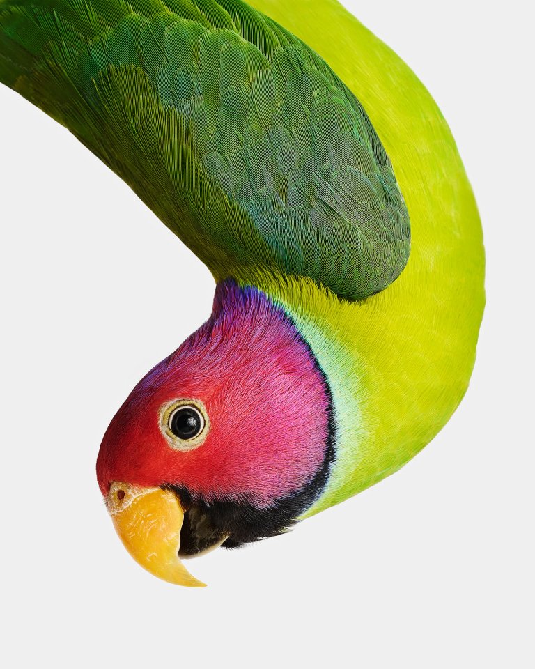 a professional photograph of a lime green parakeet with a rose colored head and yellow beak arching down from the top left corner of the photo against a white background. the parakeet's head is in profile