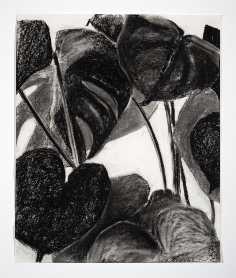 an abstract charcoal drawing of several layered monstera leaves against a white background