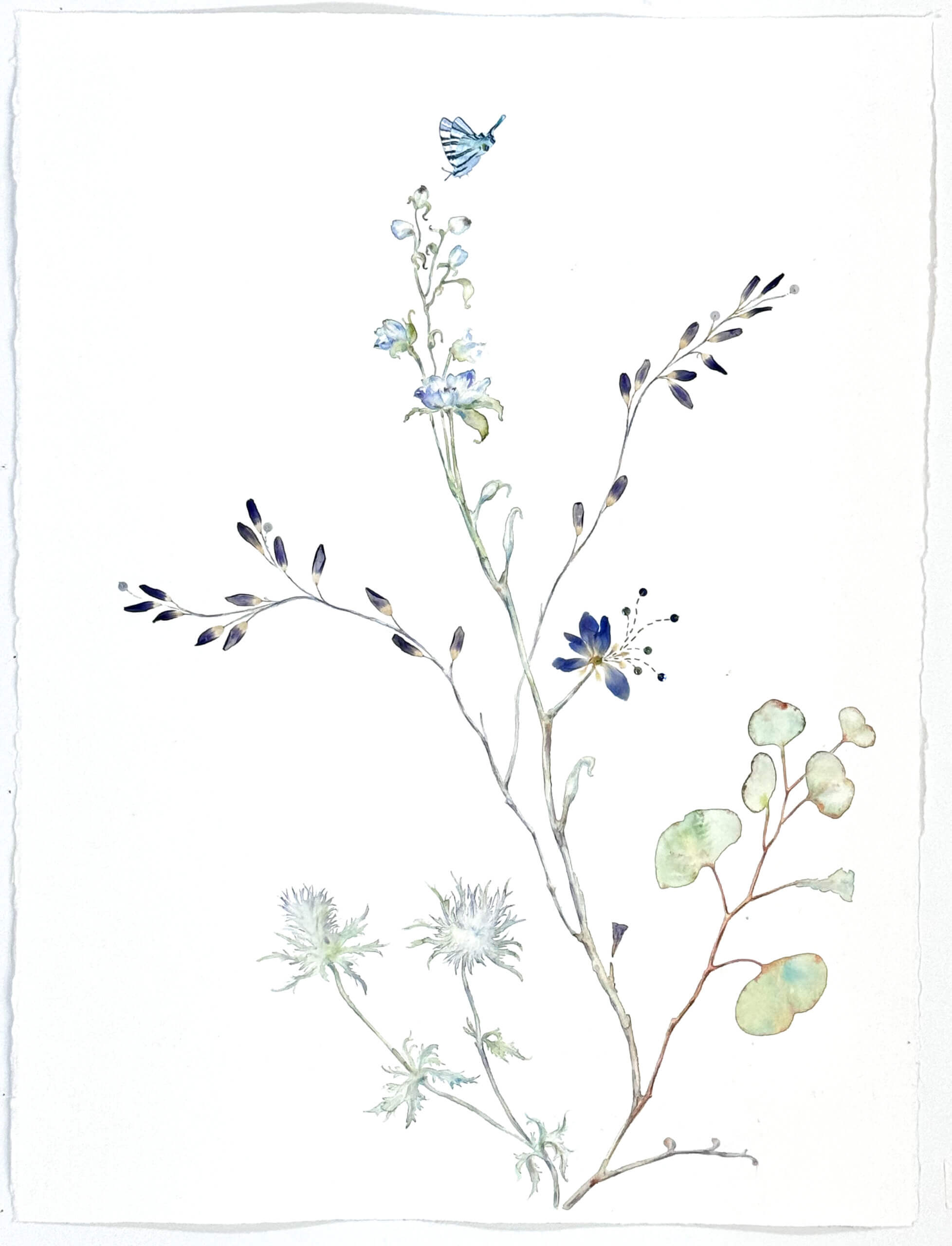 Image of Delphinium and Eucalyptus 2024