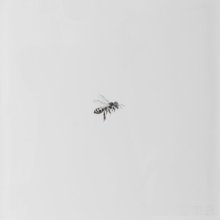 a graphite and charcoal drawing of a bee in profile facing to the right. the rest of the paper is white negative space