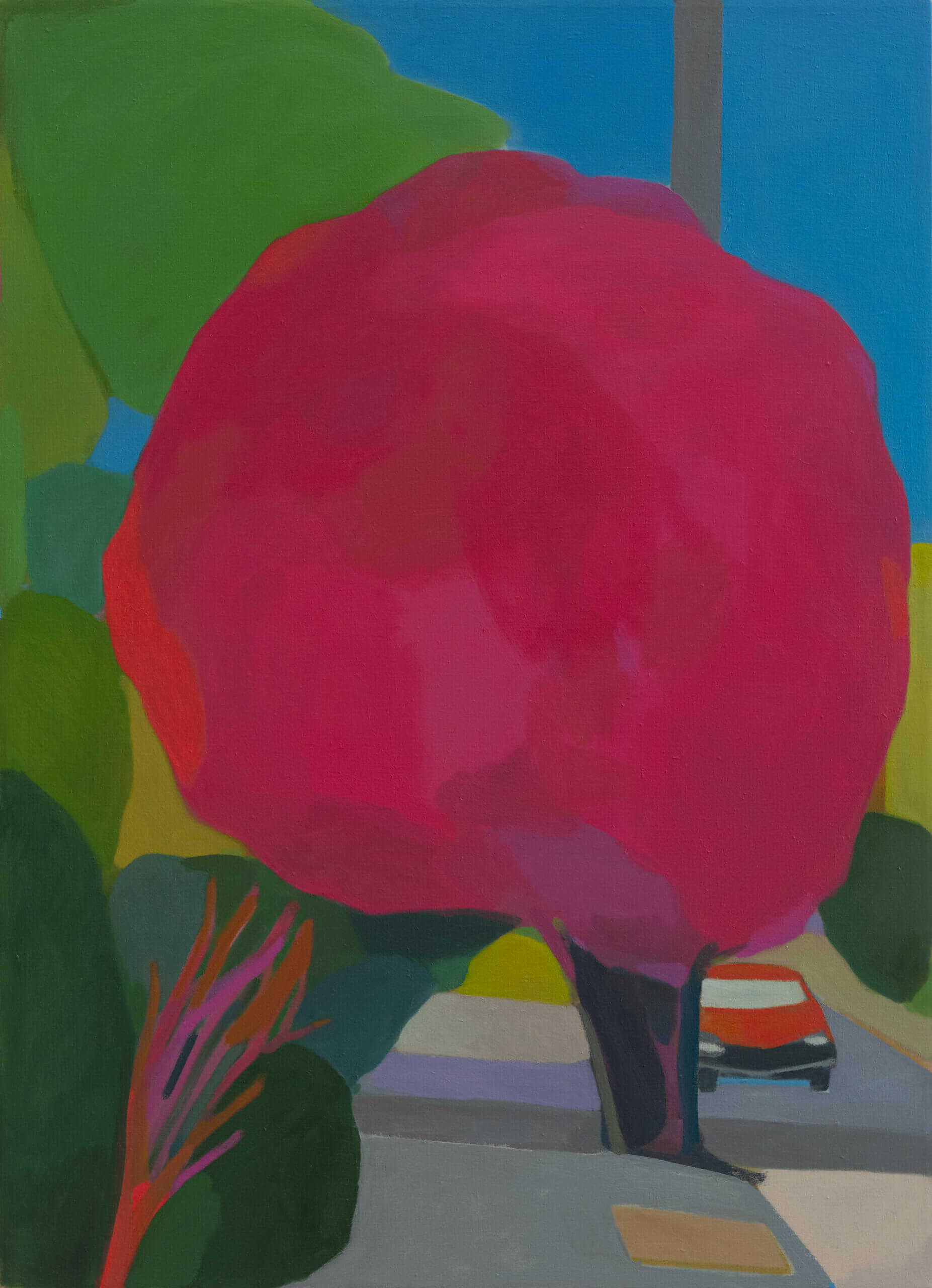 Image of Bougainvillia