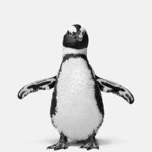 Image link to Randal Ford's artworks