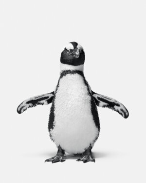 Photo of Penguin 1, Kowalski artwork