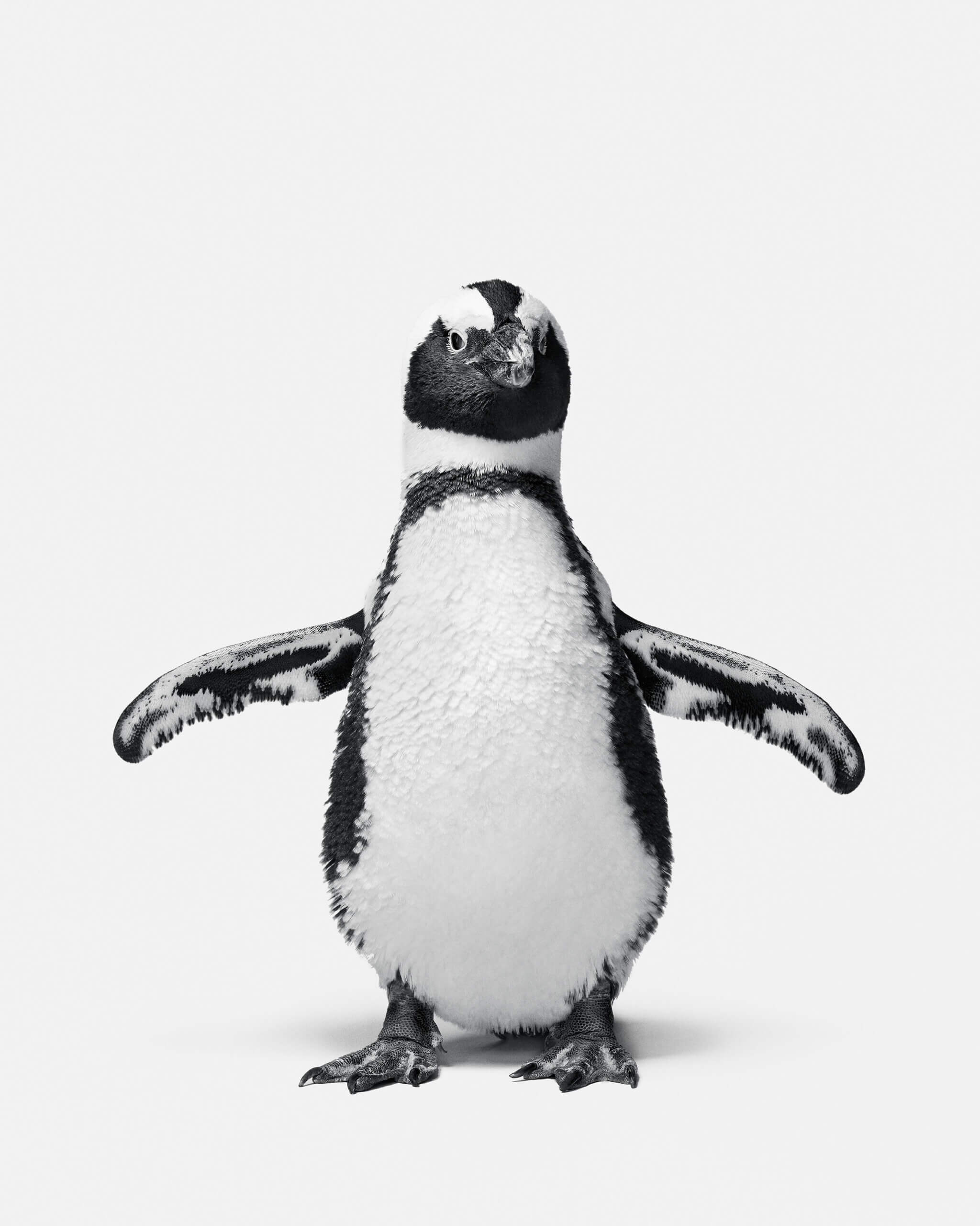Image of Penguin 1, Kowalski