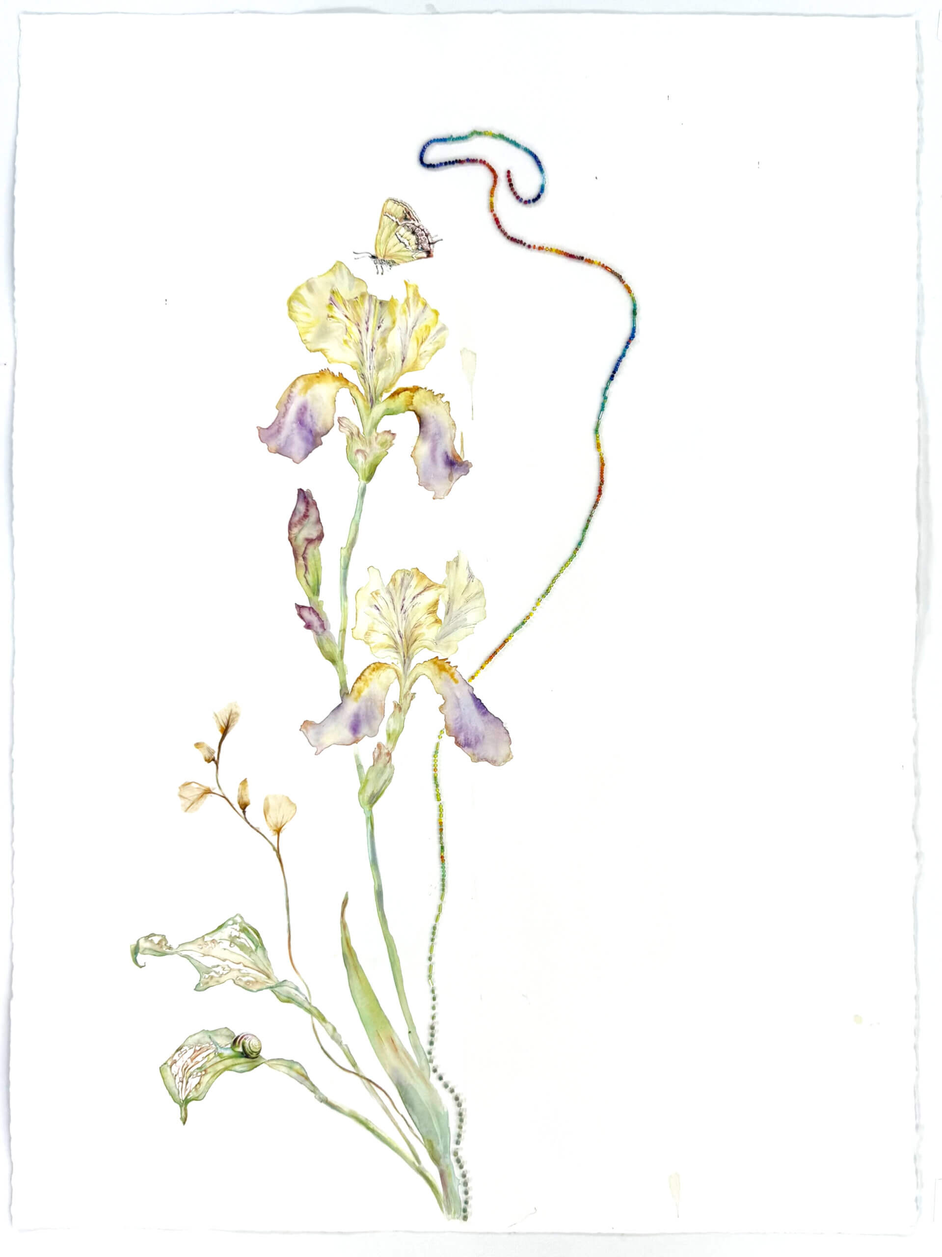 Image of Iris with a Wild Streak 2026