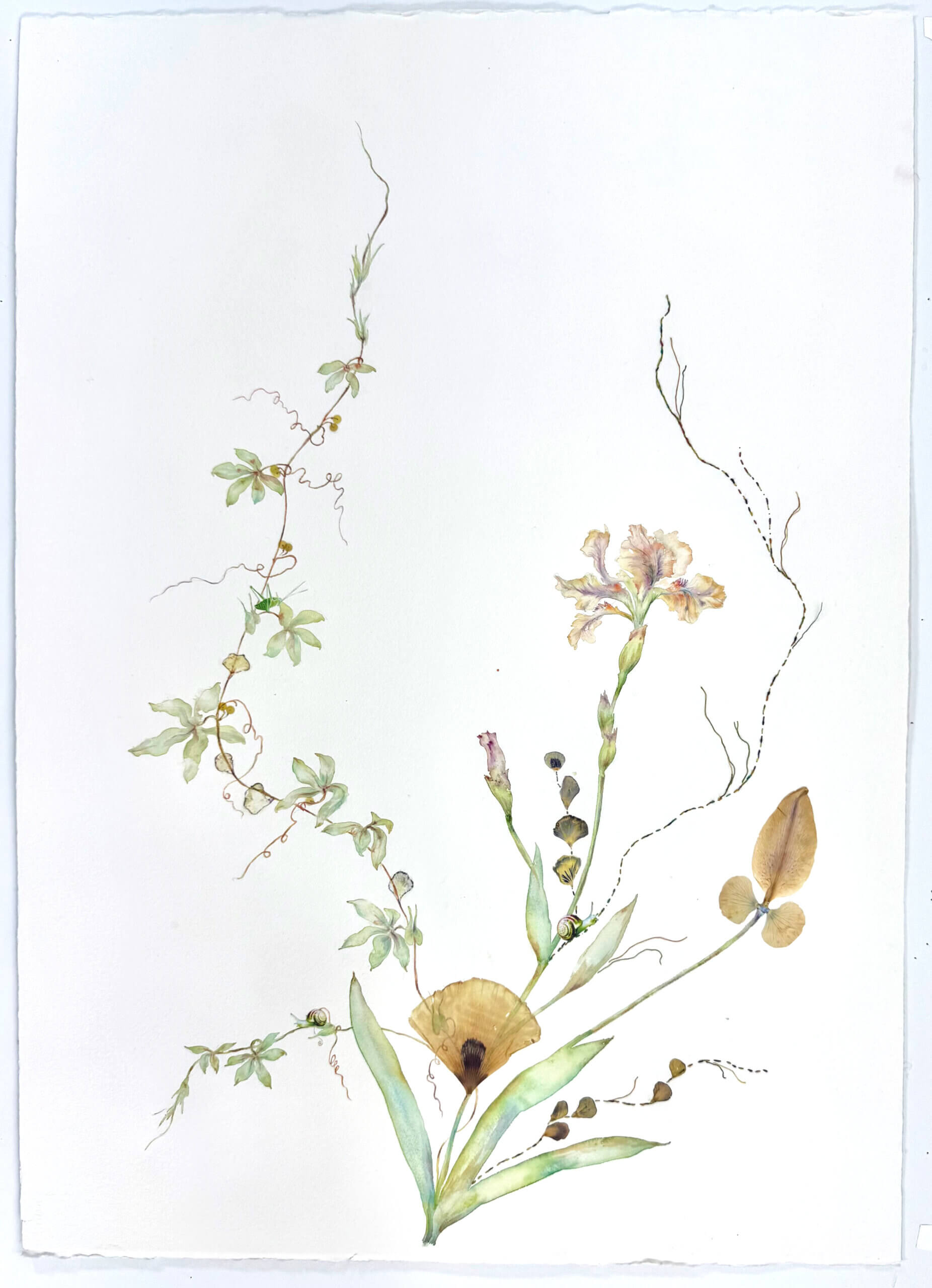 Image of Iris, Poppy and Lily 2026