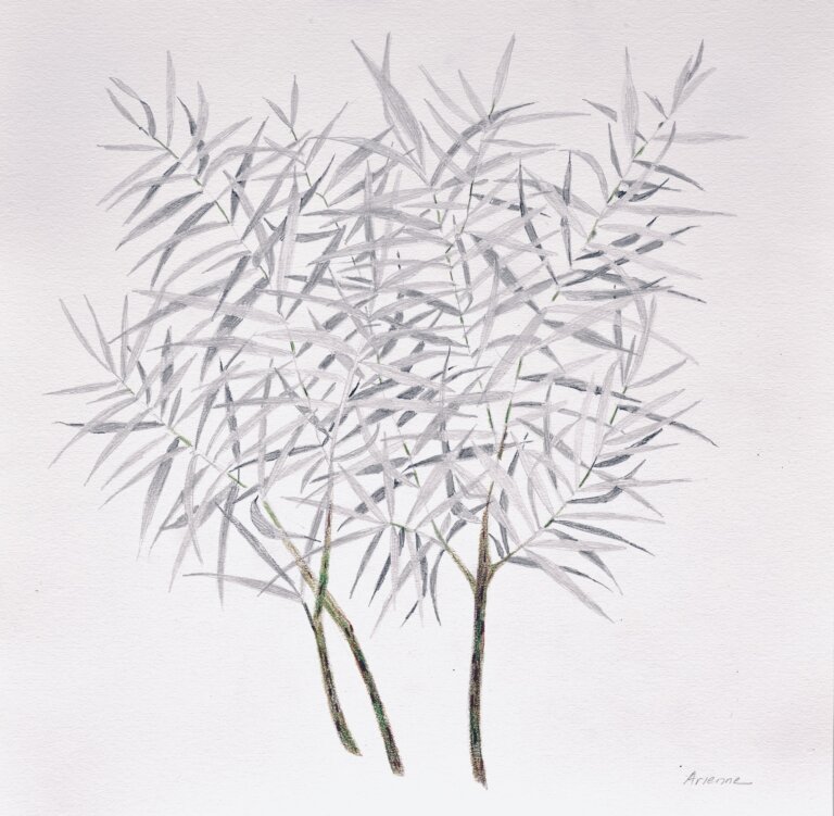 abstracted plant study. delicate branches and leaves are rendered in soft gray tones with subtle hints of green. the foliage forms a light, airy canopy of overlapping lines. two slender trunks anchor the composition below. the background remains open, emphasizing the quiet, minimal quality of the piece.