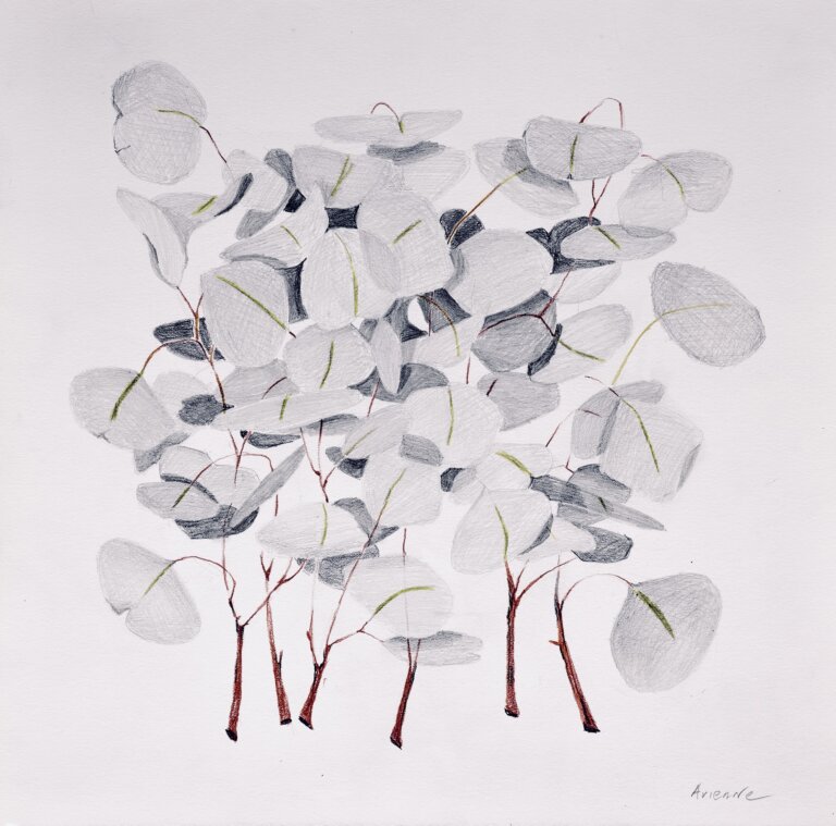 abstracted plant study. rounded leaves are rendered in soft gray tones with subtle green accents while slender trunks and branches appear in warm reddish-brown. the foliage clusters into a dense, floating canopy. the background remains open and white, giving the composition a light, quiet feel